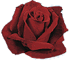 ib_rose03.gif (3072 bytes)