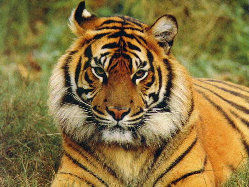 tiger.jpg (95625 bytes)